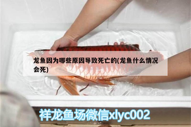 龍魚因為哪些原因?qū)е滤劳龅?龍魚什么情況會死) 野彩魚