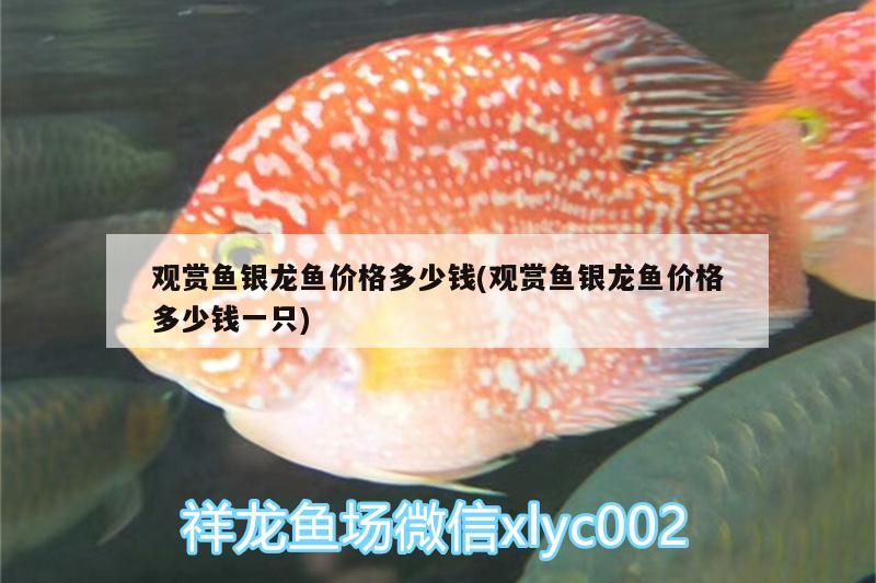 觀賞魚銀龍魚價(jià)格多少錢(觀賞魚銀龍魚價(jià)格多少錢一只) 銀龍魚