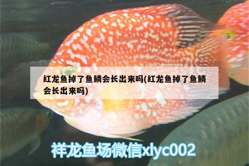 紅龍魚掉了魚鱗會(huì)長(zhǎng)出來(lái)嗎(紅龍魚掉了魚鱗會(huì)長(zhǎng)出來(lái)嗎)