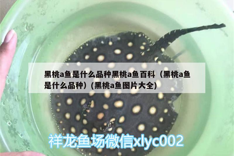 看看我這個(gè)羅的頭還能大嗎？ 雙線側(cè)魚 第3張