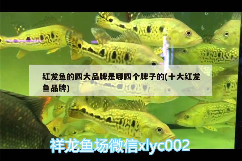 紅龍魚的四大品牌是哪四個(gè)牌子的(十大紅龍魚品牌)