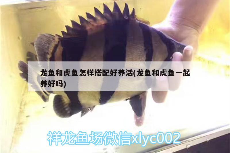 龍魚和虎魚怎樣搭配好養(yǎng)活(龍魚和虎魚一起養(yǎng)好嗎)