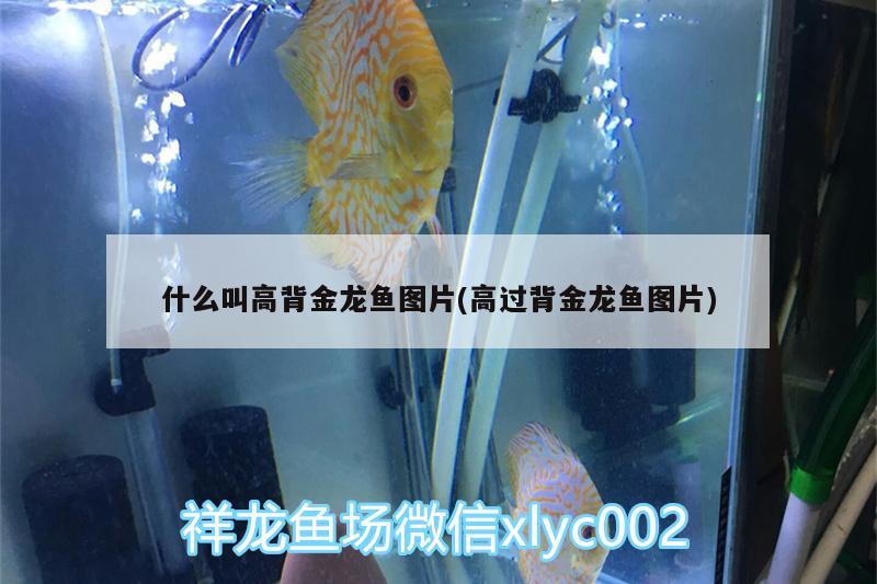 什么叫高背金龍魚圖片(高過背金龍魚圖片) 高背金龍魚