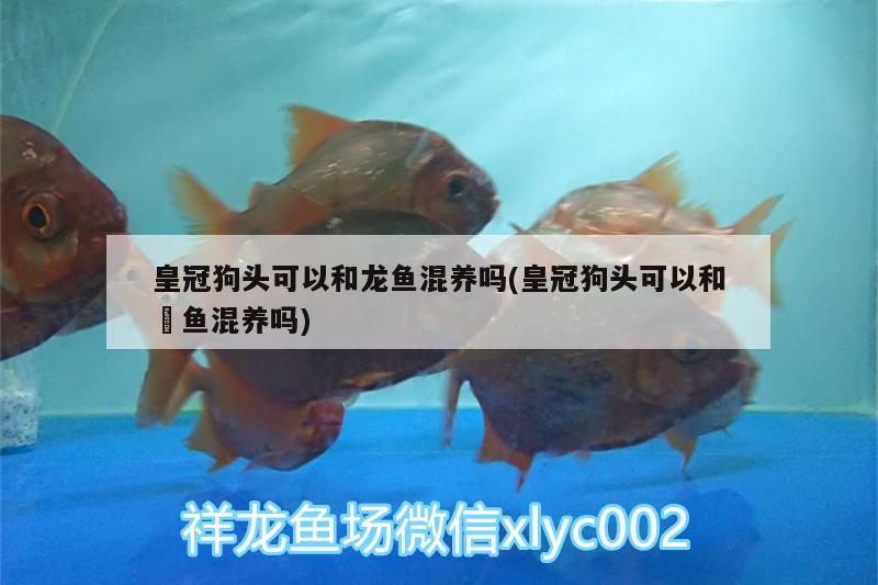 皇冠狗頭可以和龍魚混養(yǎng)嗎(皇冠狗頭可以和魟魚混養(yǎng)嗎) 成吉思汗鯊（球鯊）魚