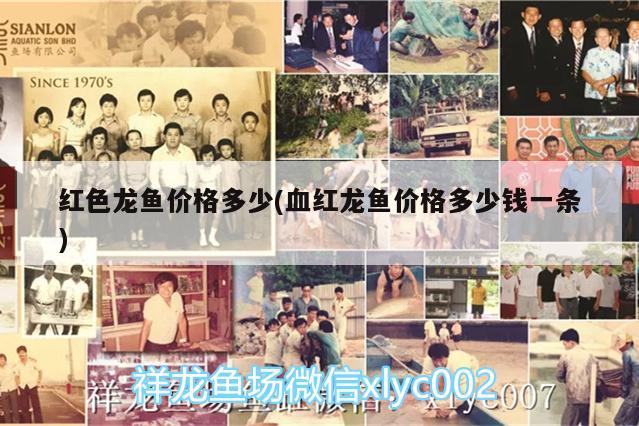 金龍魚臺灣企業(yè)：金龍魚 控股公司