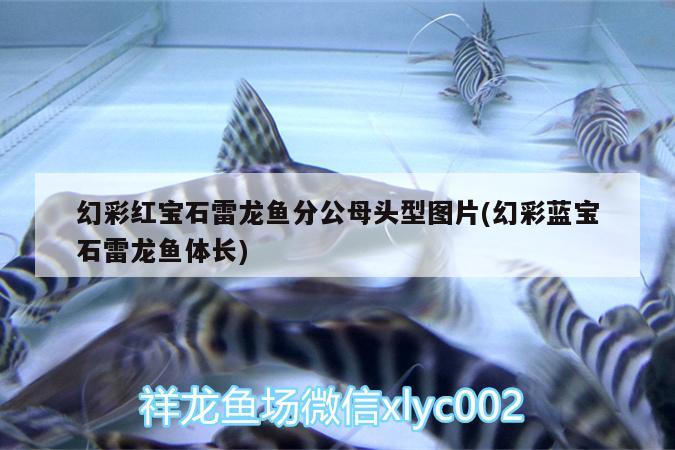 蘇州魚(yú)缸清洗公司（蘇州魚(yú)缸制作公司） 孵化器