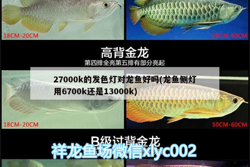 27000k的發(fā)色燈對龍魚好嗎(龍魚側燈用6700k還是13000k)