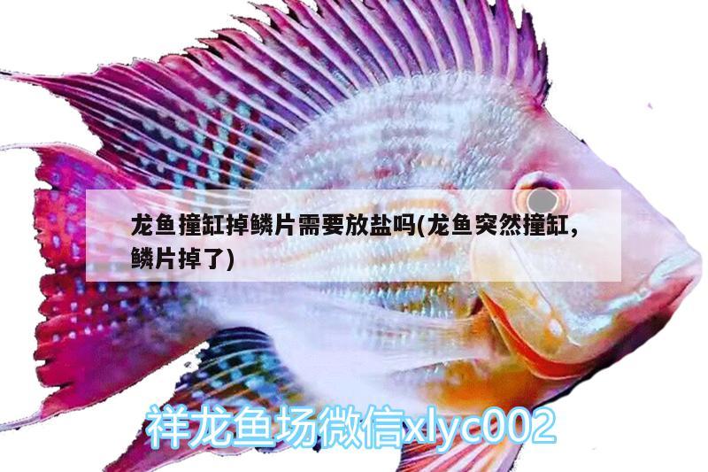 龍魚撞缸掉鱗片需要放鹽嗎(龍魚突然撞缸,鱗片掉了)