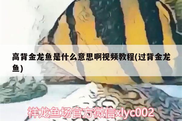 高背金龍魚是什么意思啊視頻教程(過背金龍魚)