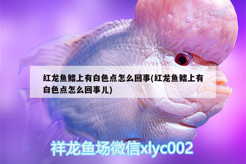 紅龍魚(yú)鰭上有白色點(diǎn)怎么回事(紅龍魚(yú)鰭上有白色點(diǎn)怎么回事兒) 藍(lán)帆三間魚(yú)