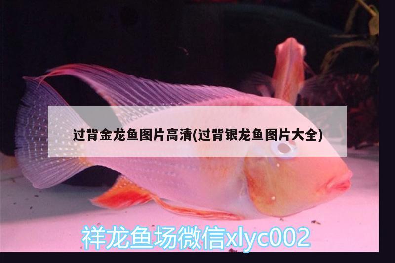 過背金龍魚圖片高清(過背銀龍魚圖片大全) 過背金龍魚