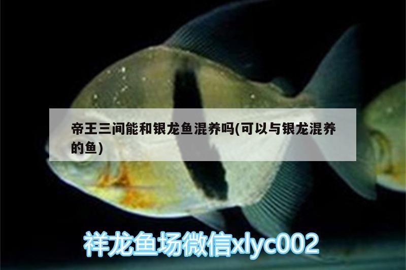 帝王三間能和銀龍魚(yú)混養(yǎng)嗎(可以與銀龍混養(yǎng)的魚(yú))