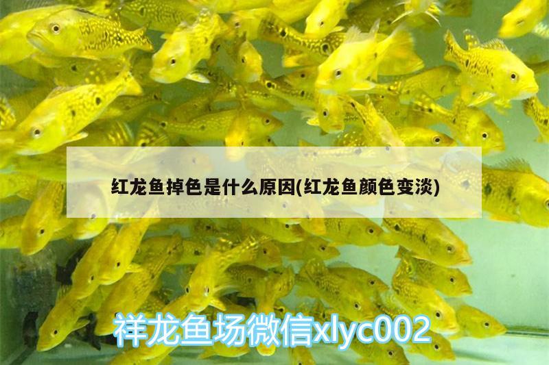 紅龍魚掉色是什么原因(紅龍魚顏色變淡)