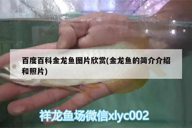 百度百科金龍魚圖片欣賞(金龍魚的簡介介紹和照片) 黑白雙星