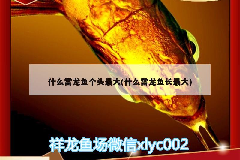 什么雷龍魚(yú)個(gè)頭最大(什么雷龍魚(yú)長(zhǎng)最大)