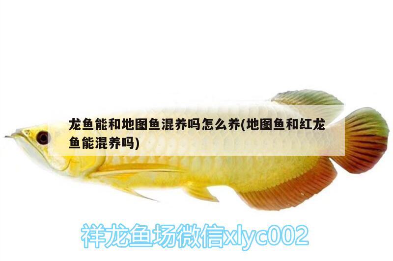 龍魚能和地圖魚混養(yǎng)嗎怎么養(yǎng)(地圖魚和紅龍魚能混養(yǎng)嗎)