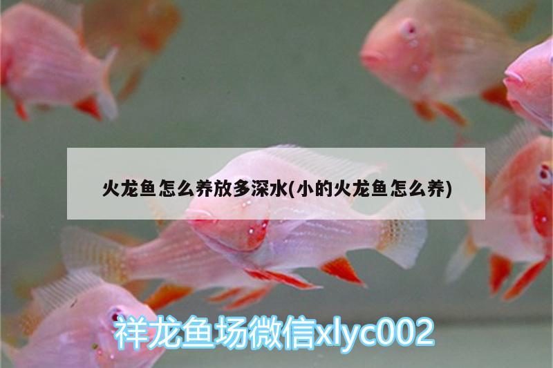 火龍魚怎么養(yǎng)放多深水(小的火龍魚怎么養(yǎng)) 觀賞魚市場 第3張