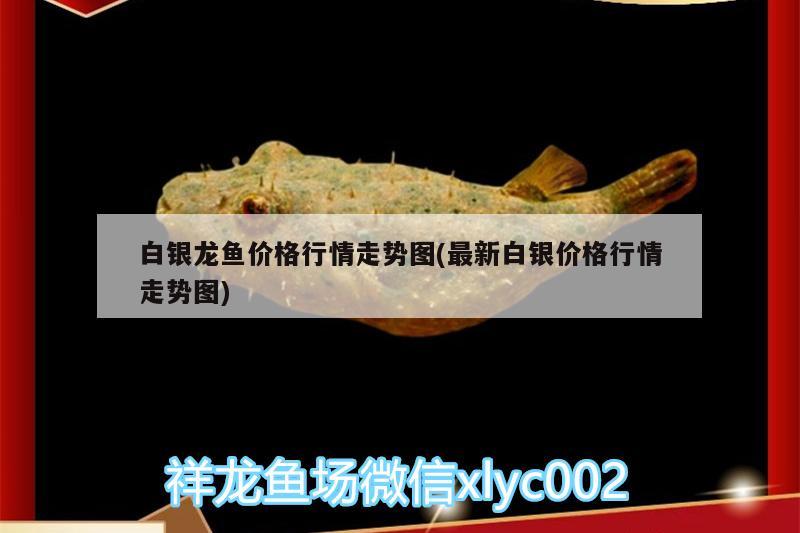 白銀龍魚價(jià)格行情走勢圖(最新白銀價(jià)格行情走勢圖) 銀龍魚