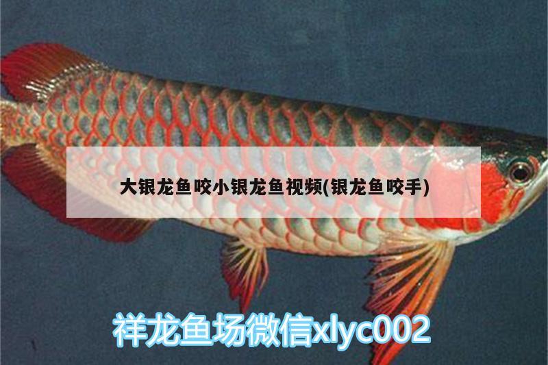 大銀龍魚咬小銀龍魚視頻(銀龍魚咬手) 銀龍魚百科