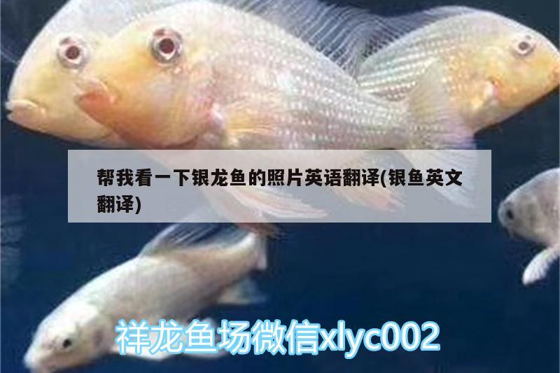 幫我看一下銀龍魚的照片英語翻譯(銀魚英文翻譯) 銀龍魚