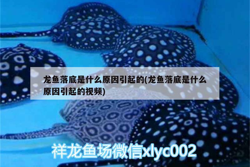 龍魚落底是什么原因引起的(龍魚落底是什么原因引起的視頻) 野彩魚