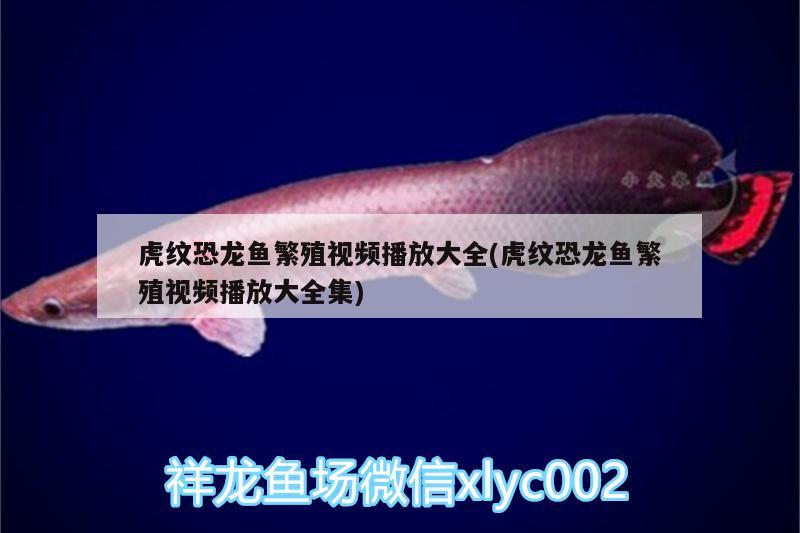 虎紋恐龍魚(yú)繁殖視頻播放大全(虎紋恐龍魚(yú)繁殖視頻播放大全集) 造景/裝飾