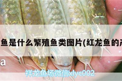 龍魚死了是沉底還是浮上來的(龍魚死了是擋災(zāi)的嗎)