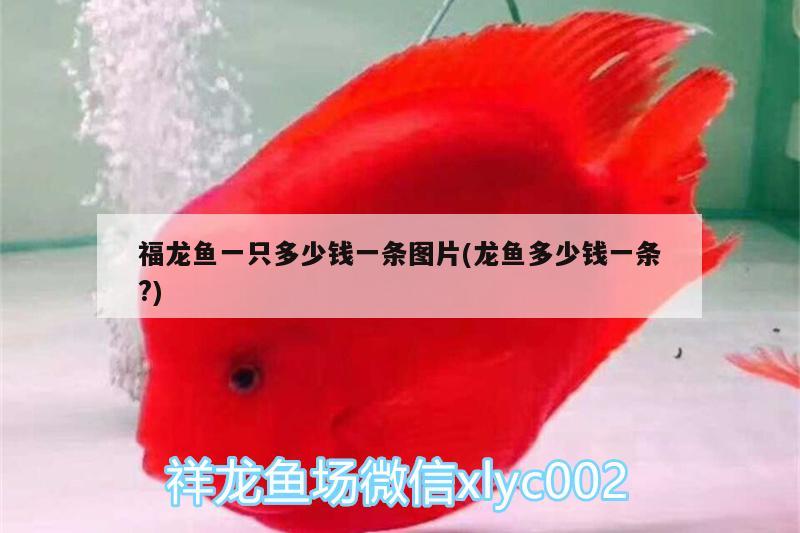 福龍魚一只多少錢一條圖片(龍魚多少錢一條?)