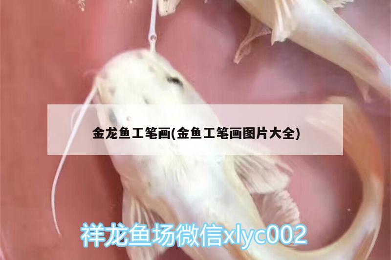 金龍魚工筆畫(金魚工筆畫圖片大全)