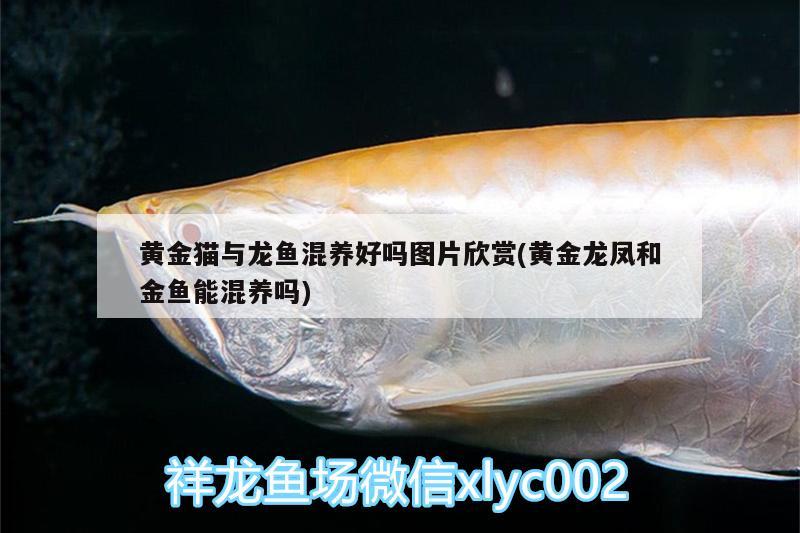 黃金貓與龍魚混養(yǎng)好嗎圖片欣賞(黃金龍鳳和金魚能混養(yǎng)嗎) 黃金貓魚