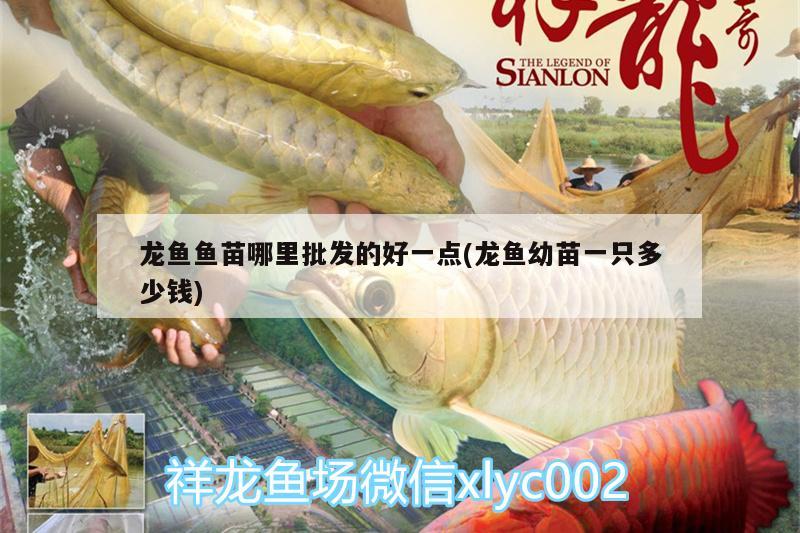 龍魚魚苗哪里批發(fā)的好一點(龍魚幼苗一只多少錢)