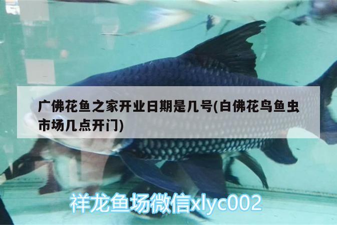 廣佛花魚之家開業(yè)日期是幾號(白佛花鳥魚蟲市場幾點開門) 祥龍金禾金龍魚