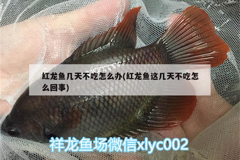 紅龍魚幾天不吃怎么辦(紅龍魚這幾天不吃怎么回事)