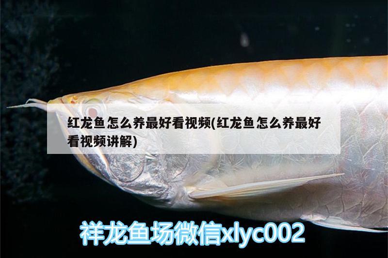 紅龍魚(yú)怎么養(yǎng)最好看視頻(紅龍魚(yú)怎么養(yǎng)最好看視頻講解)