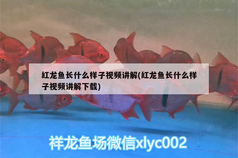 紅龍魚長什么樣子視頻講解(紅龍魚長什么樣子視頻講解下載)