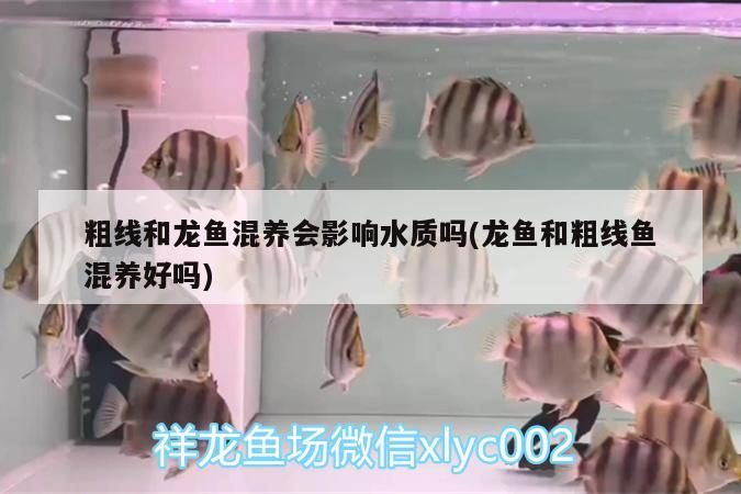 福田水族批發(fā)市場地址（福田水族批發(fā)市場地址查詢） 養(yǎng)魚知識 第1張