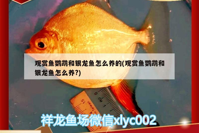 觀賞魚鸚鵡和銀龍魚怎么養(yǎng)的(觀賞魚鸚鵡和銀龍魚怎么養(yǎng)?)