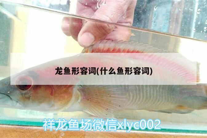 龍魚形容詞(什么魚形容詞) 孵化器