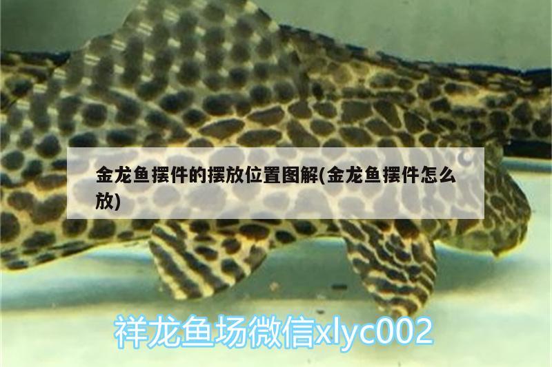 金龍魚擺件的擺放位置圖解(金龍魚擺件怎么放)