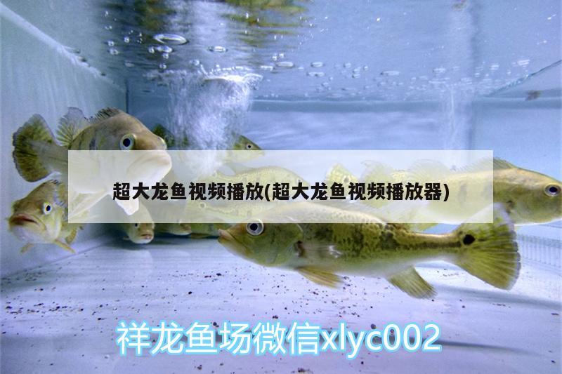 超大龍魚視頻播放(超大龍魚視頻播放器) 觀賞魚