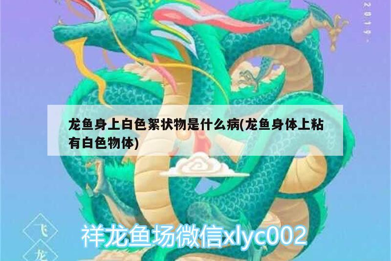 龍魚虎魚混養(yǎng)視頻播放大全（龍魚虎魚配魚） 虎魚百科 第3張