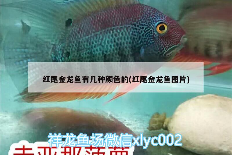 紅尾金龍魚有幾種顏色的(紅尾金龍魚圖片) 觀賞魚企業(yè)目錄