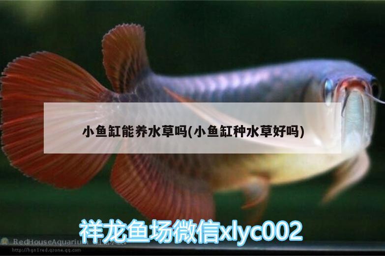 小魚缸能養(yǎng)水草嗎(小魚缸種水草好嗎) 水草