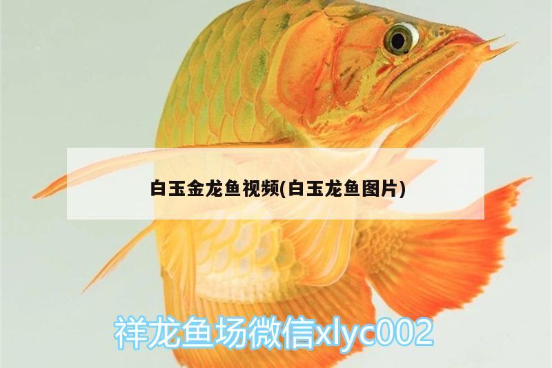 白玉金龍魚視頻(白玉龍魚圖片)