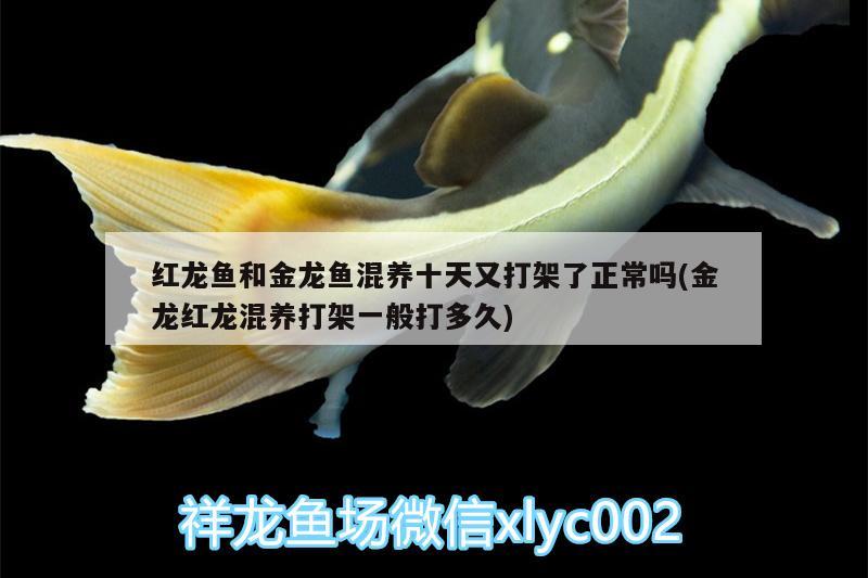 金龍魚為什么貴一點(diǎn)(金龍魚為什么這么貴?) 魚缸百科