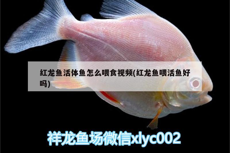 紅龍魚(yú)活體魚(yú)怎么喂食視頻(紅龍魚(yú)喂活魚(yú)好嗎)