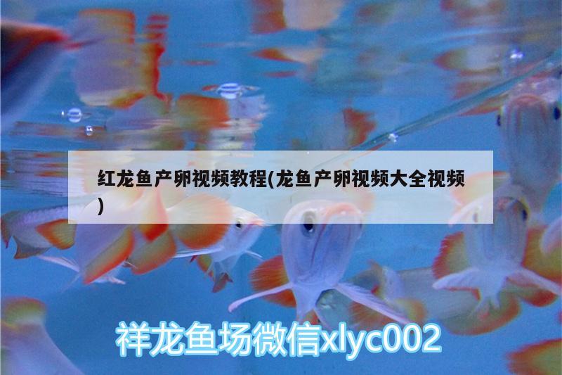 紅龍魚(yú)產(chǎn)卵視頻教程(龍魚(yú)產(chǎn)卵視頻大全視頻) 魚(yú)缸水質(zhì)穩(wěn)定劑 第2張