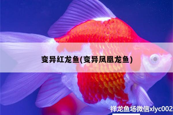 青島水族批發(fā)市場有哪些？（青島水族批發(fā)市場有哪些品牌） 養(yǎng)魚知識 第2張