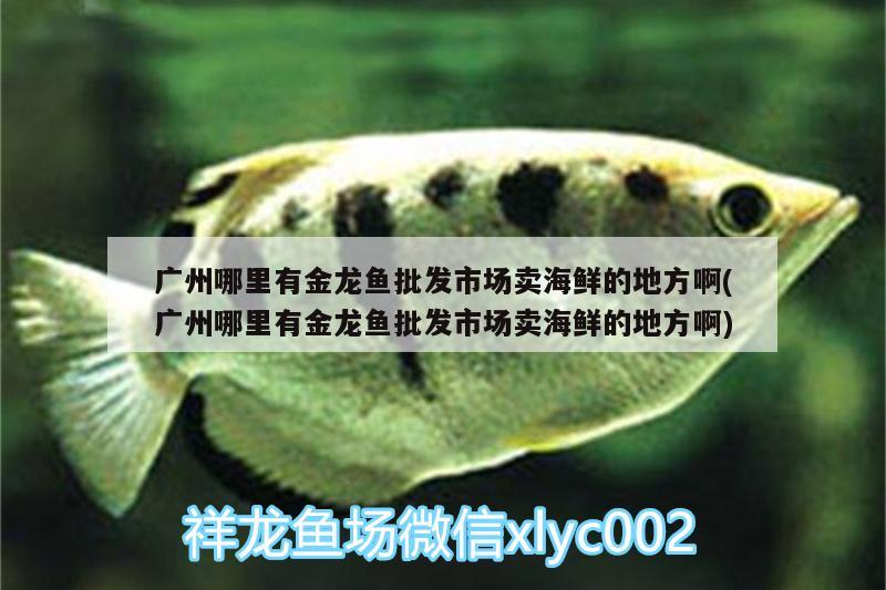 廣州哪里有金龍魚批發(fā)市場(chǎng)賣海鮮的地方啊(廣州哪里有金龍魚批發(fā)市場(chǎng)賣海鮮的地方啊) 龍魚批發(fā)