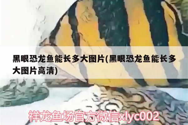 黑眼恐龍魚能長多大圖片(黑眼恐龍魚能長多大圖片高清) 祥龍水族濾材/器材